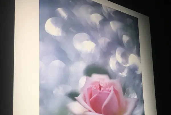 キヤノンサロンSの写真・動画_image_145251