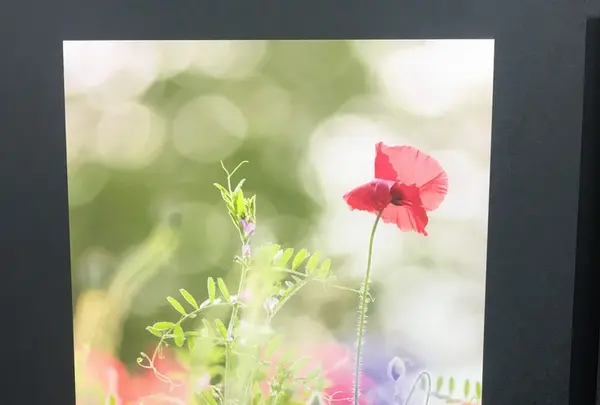 キヤノンサロンSの写真・動画_image_145252