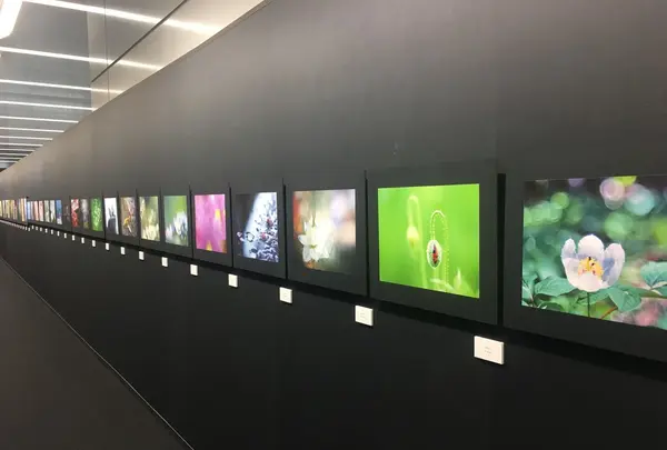 キヤノンサロンSの写真・動画_image_145256