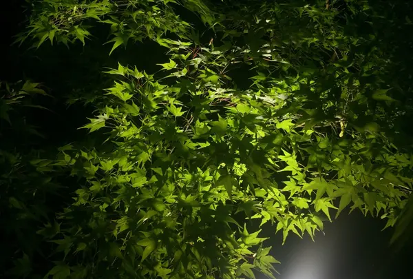 貴船神社の写真・動画_image_145270