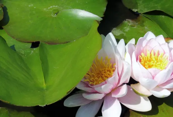 林泉寺の写真・動画_image_145711