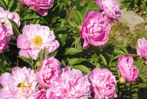 林泉寺の写真・動画_image_145712