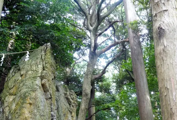 渭伊神社の写真・動画_image_146208