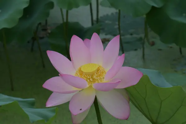 花はす公園の写真・動画_image_146553