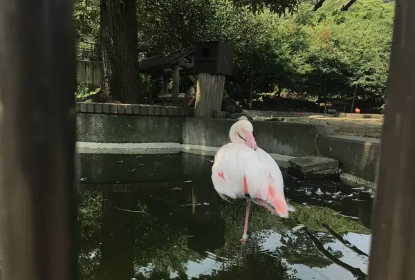 大島公園動物園の写真・動画_image_146576