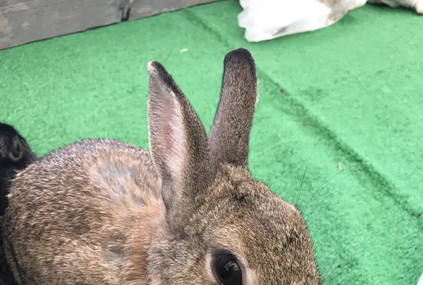 大島公園動物園の写真・動画_image_146577