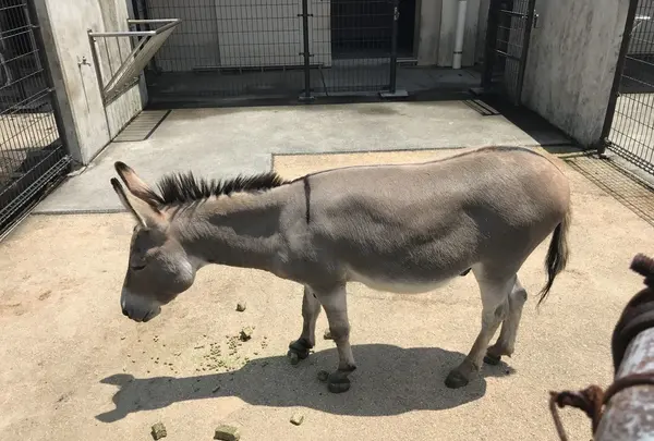 大島公園動物園の写真・動画_image_146578