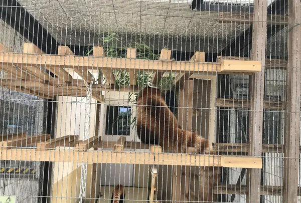 大島公園動物園の写真・動画_image_146579