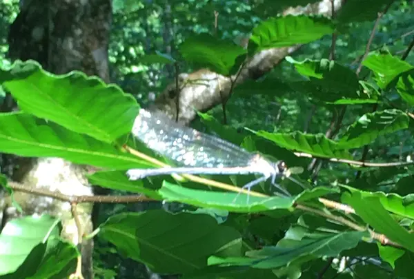奥入瀬渓流　　の写真・動画_image_146627
