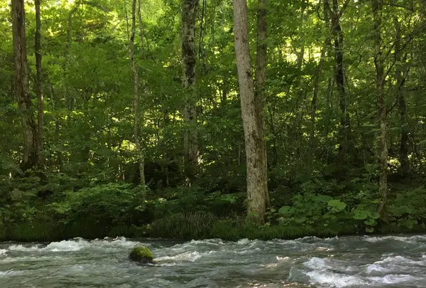 奥入瀬渓流　　の写真・動画_image_146628