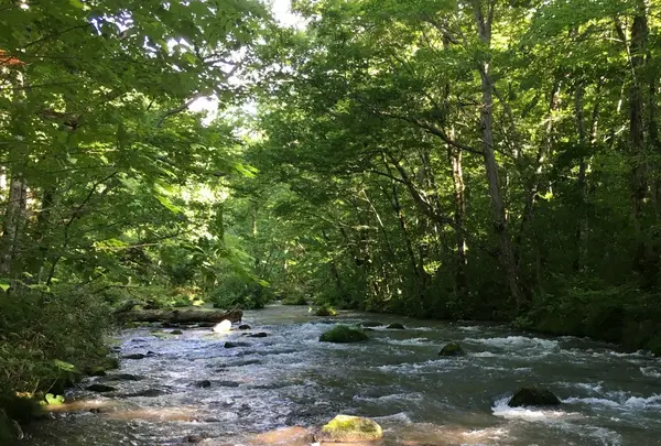 奥入瀬渓流　　の写真・動画_image_146629