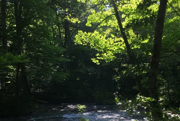 奥入瀬渓流　　の写真・動画_image_146630