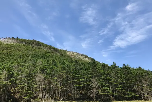 縞枯山荘の写真・動画_image_146800