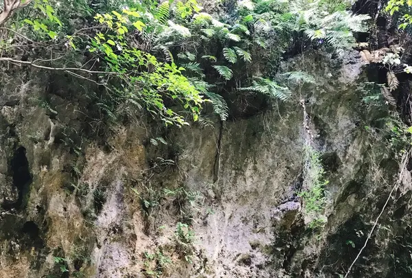 斎場御嶽の写真・動画_image_147242