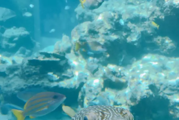 沖縄美ら海水族館の写真・動画_image_147256