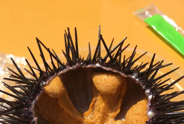 大間崎の写真・動画_image_147287