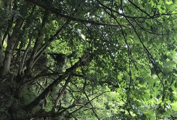 【閉業】滝流しそうめんの写真・動画_image_147593
