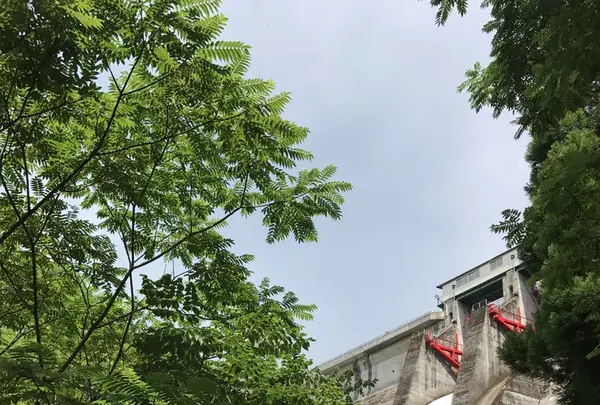 音水湖(引原ダム）の写真・動画_image_147599