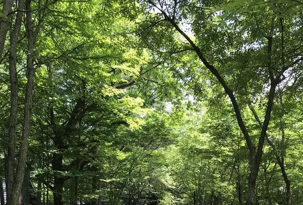 軽井沢高原教会の写真・動画_image_147604