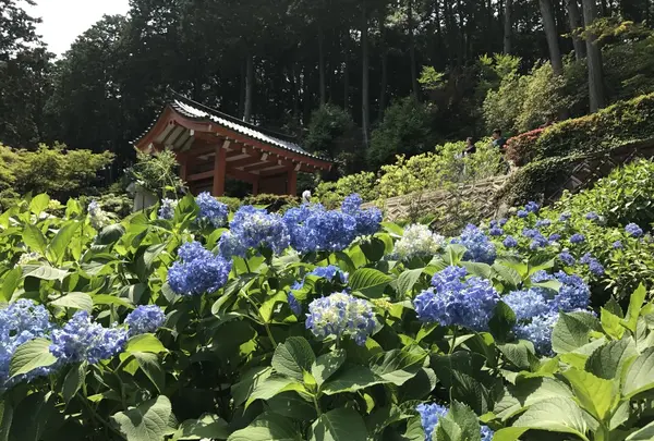 三室戸寺の写真・動画_image_147639
