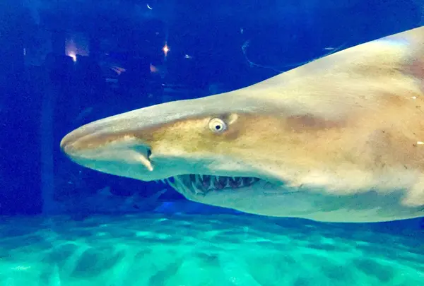 アクアワールド茨城県大洗水族館の写真・動画_image_147864