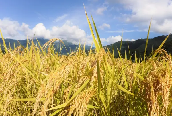 南魚沼市農業体験大学校の写真・動画_image_147934
