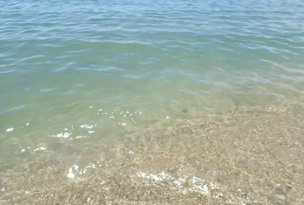 阿万海岸海水浴場の写真・動画_image_148174