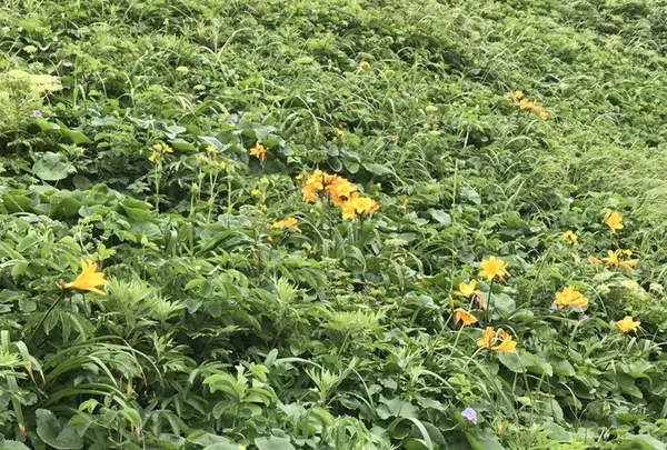 礼文島の写真・動画_image_148268