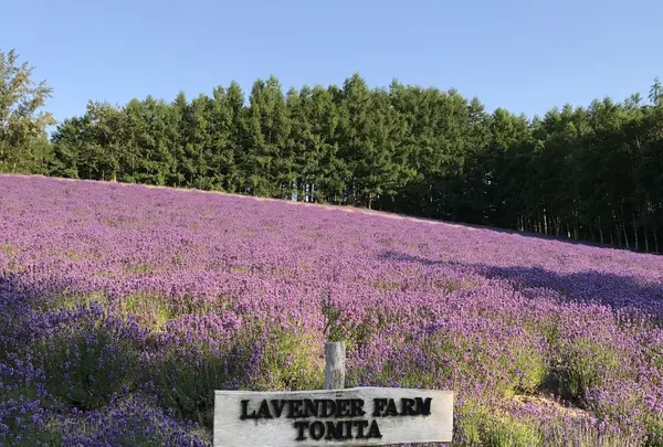 ファーム富田の写真・動画_image_148304