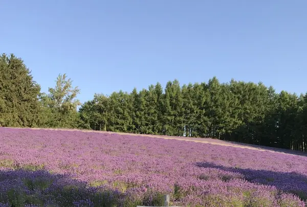 ファーム富田の写真・動画_image_148305