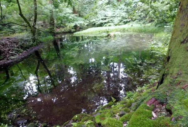 平泉寺白山神社の写真・動画_image_148420