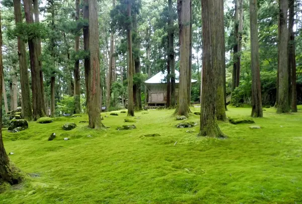 平泉寺白山神社の写真・動画_image_148421