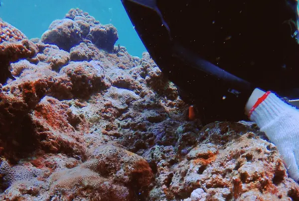 青の洞窟の写真・動画_image_148668