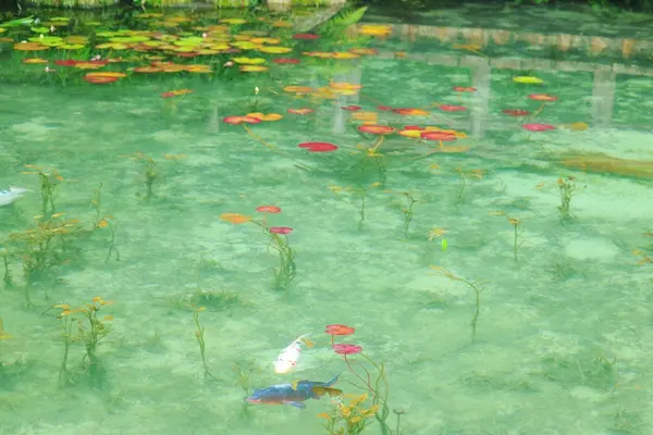 モネの池（名もなき池）の写真・動画_image_148723