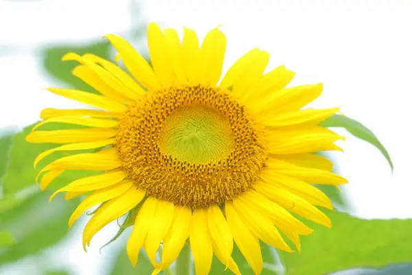 洲原ひまわりの里の写真・動画_image_148726