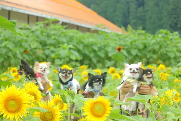 洲原ひまわりの里の写真・動画_image_148738
