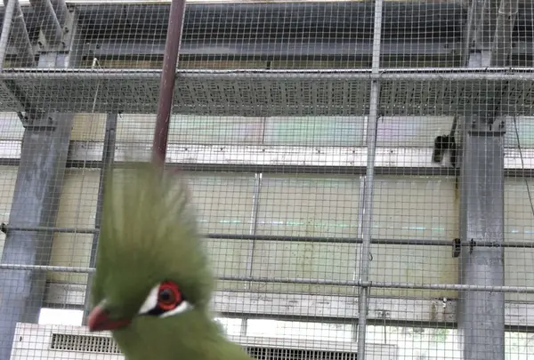 掛川花鳥園の写真・動画_image_148829