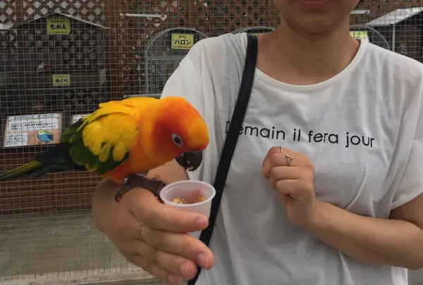 掛川花鳥園の写真・動画_image_149006