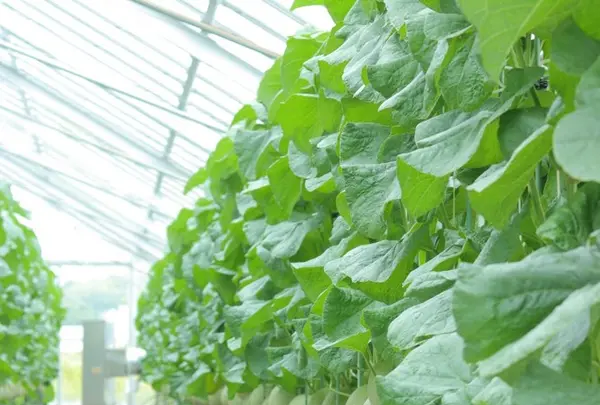 名倉メロン農場の写真・動画_image_149818