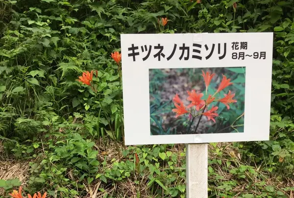 龍門の滝の写真・動画_image_149847