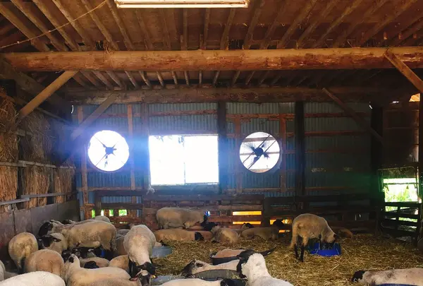 ひつじやの写真・動画_image_149885