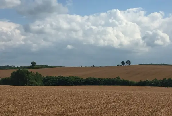 パッチワークの路の写真・動画_image_149940
