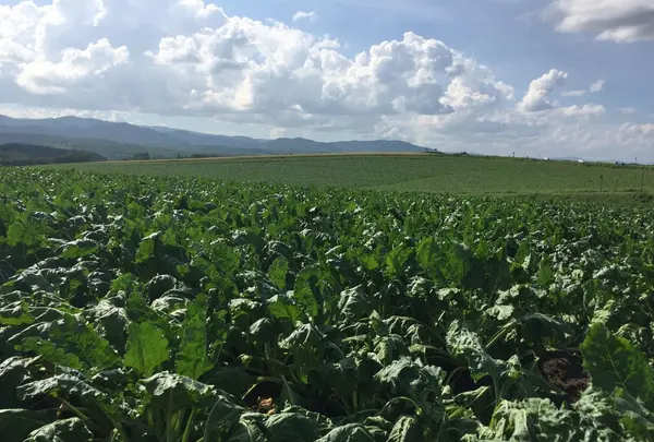 パッチワークの路の写真・動画_image_149941