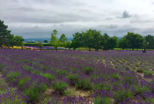 ファーム富田の写真・動画_image_149950