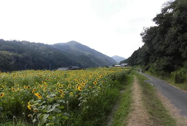 南光ひまわり畑の写真・動画_image_150242