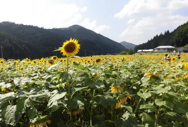 南光ひまわり館の写真・動画_image_150621