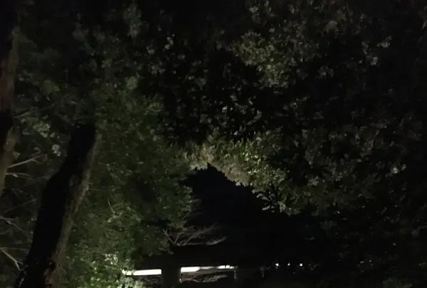 武雄神社（武雄五社大明神）の写真・動画_image_150645