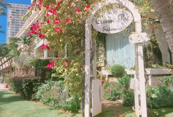 Cream Potの写真・動画_image_150660