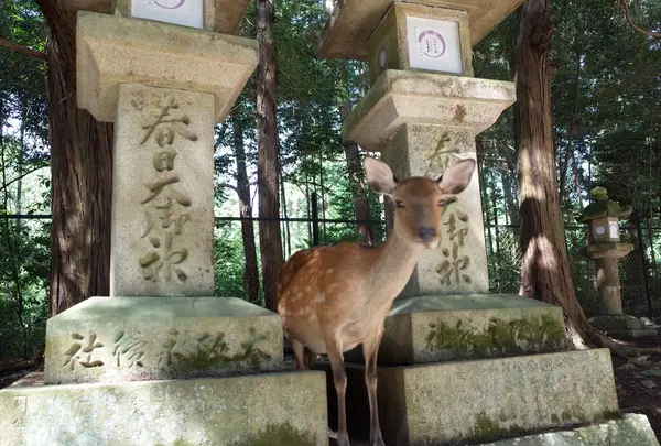 春日大社の写真・動画_image_150762