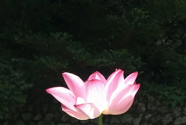 槙尾山施福寺の写真・動画_image_151068